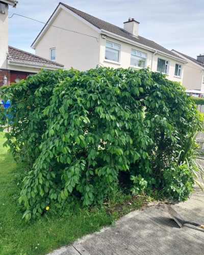 Hedge Trimming B