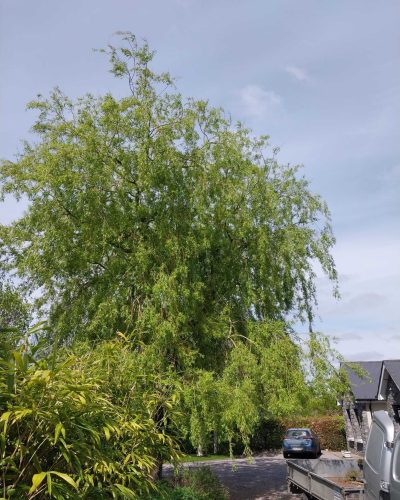 Tree Cutting 2
