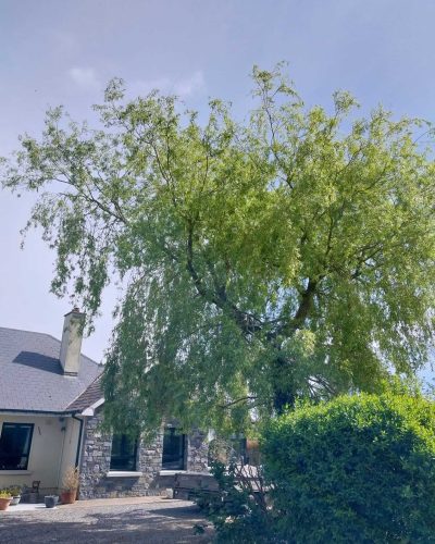 Tree Cutting 3