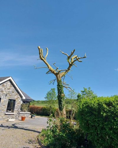 Tree Cutting 4