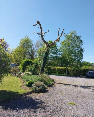 Tree Cutting