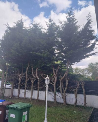 Tree Surgery